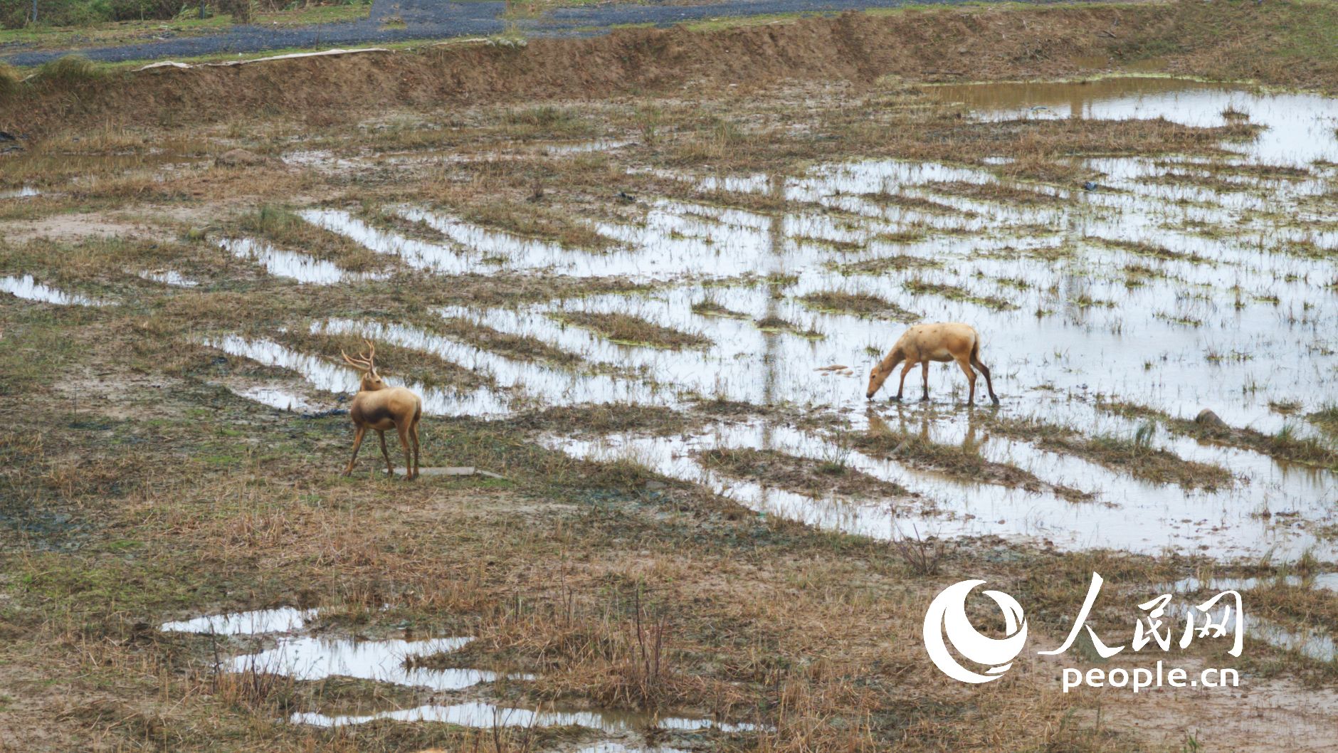 Ұ¹o˙CƬWӛ 옷z