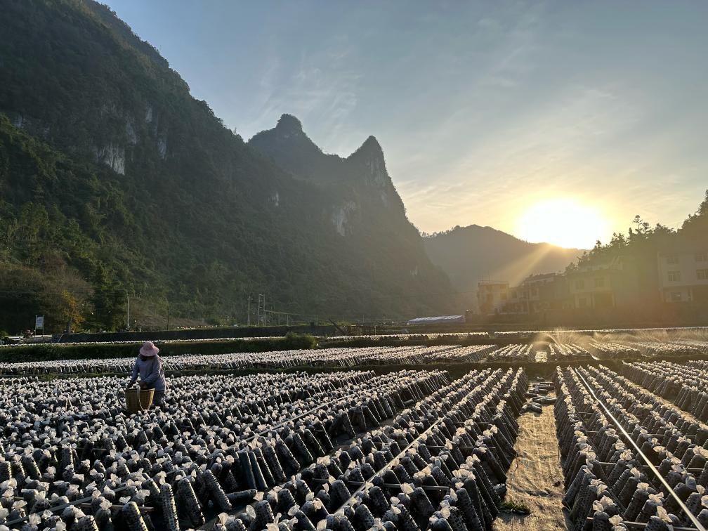 �ڰ��D�����l������æ������ľ�������A��ӛ���һ�� �z